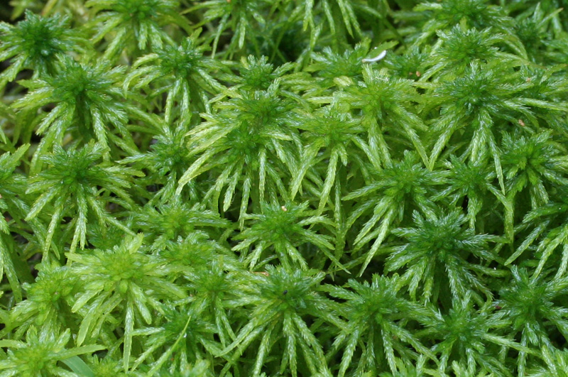 Sphagnum riparium